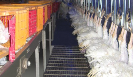 Sistemas de suministro de aves vivas en jaulas