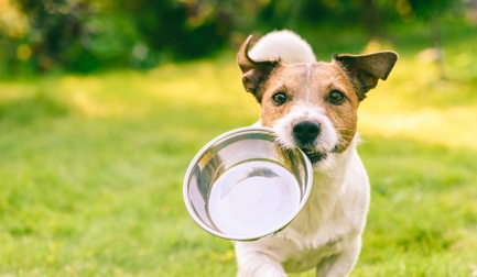 5 tendencias clave que determinan el crecimiento de la industria de los alimentos para mascotas