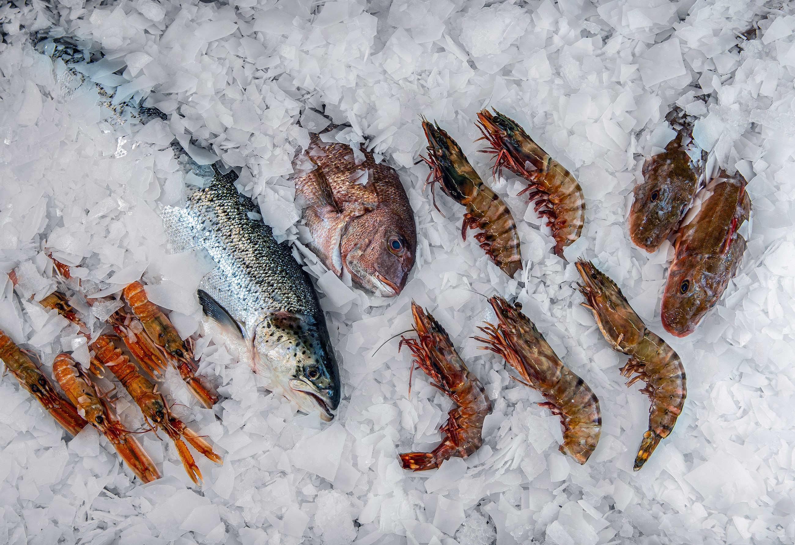 Fisch und Meeresfrüchte auf MAJA Scherbeneis