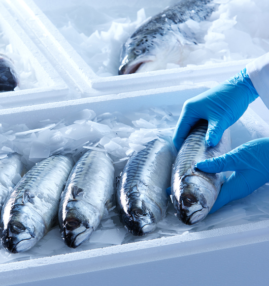 Fresh fish is packed and transported in boxes with flake ice from a MAJA flake ice machine for fish
