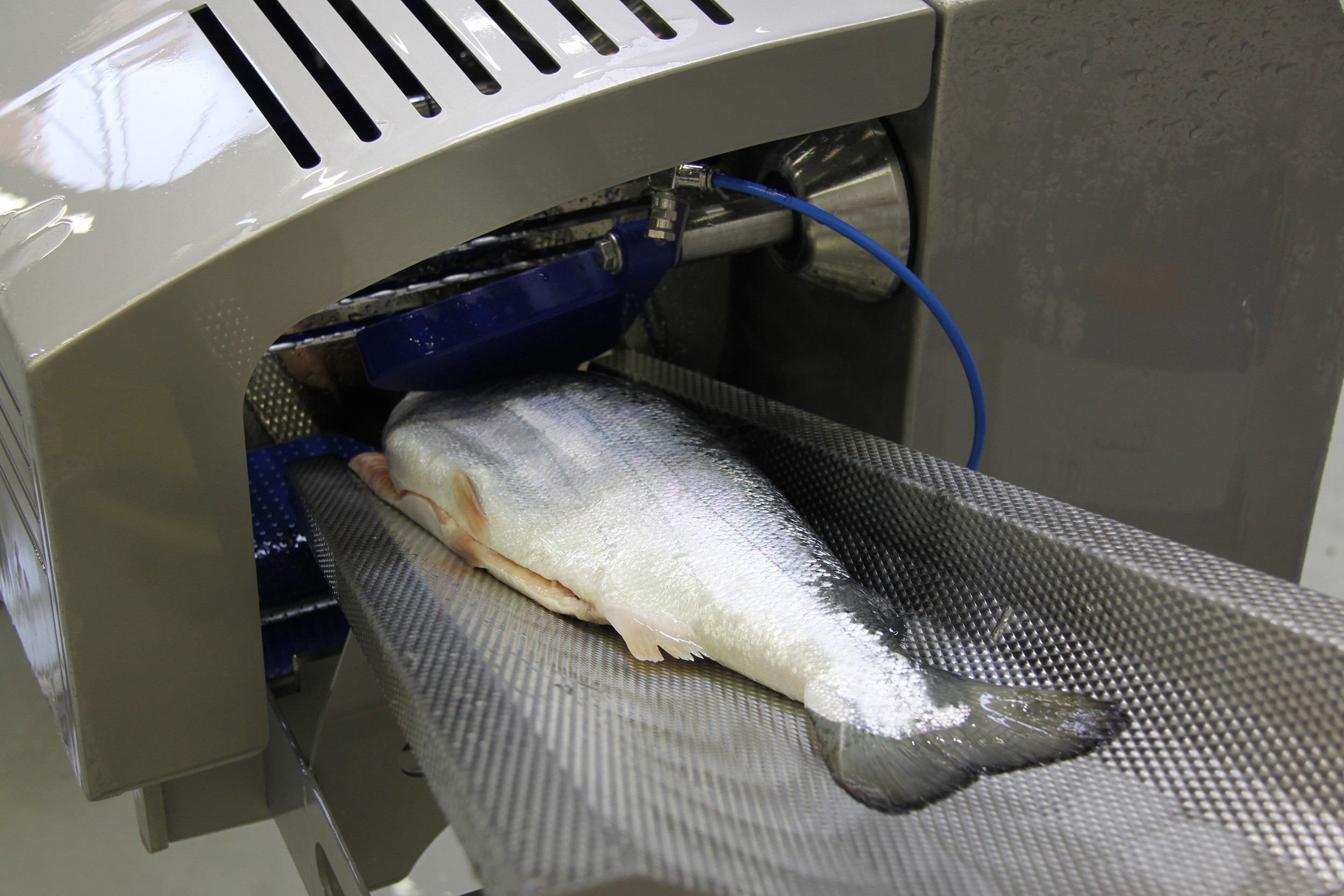 Salmon processing just got smarter