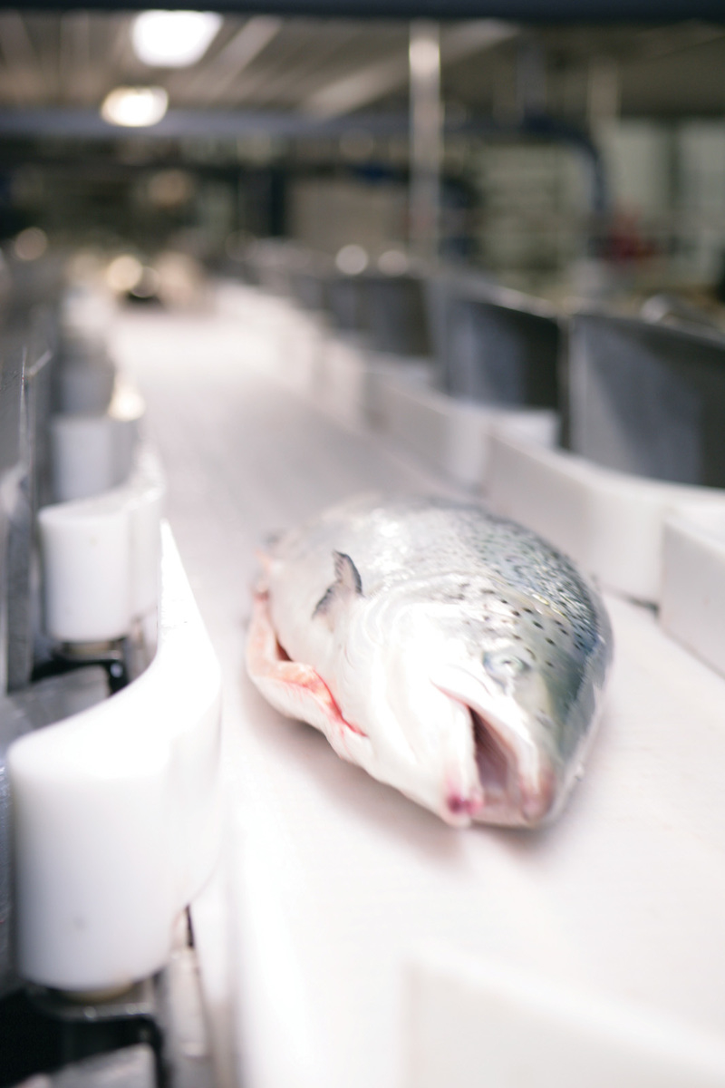 Salmon Whole Fish Processing Solution