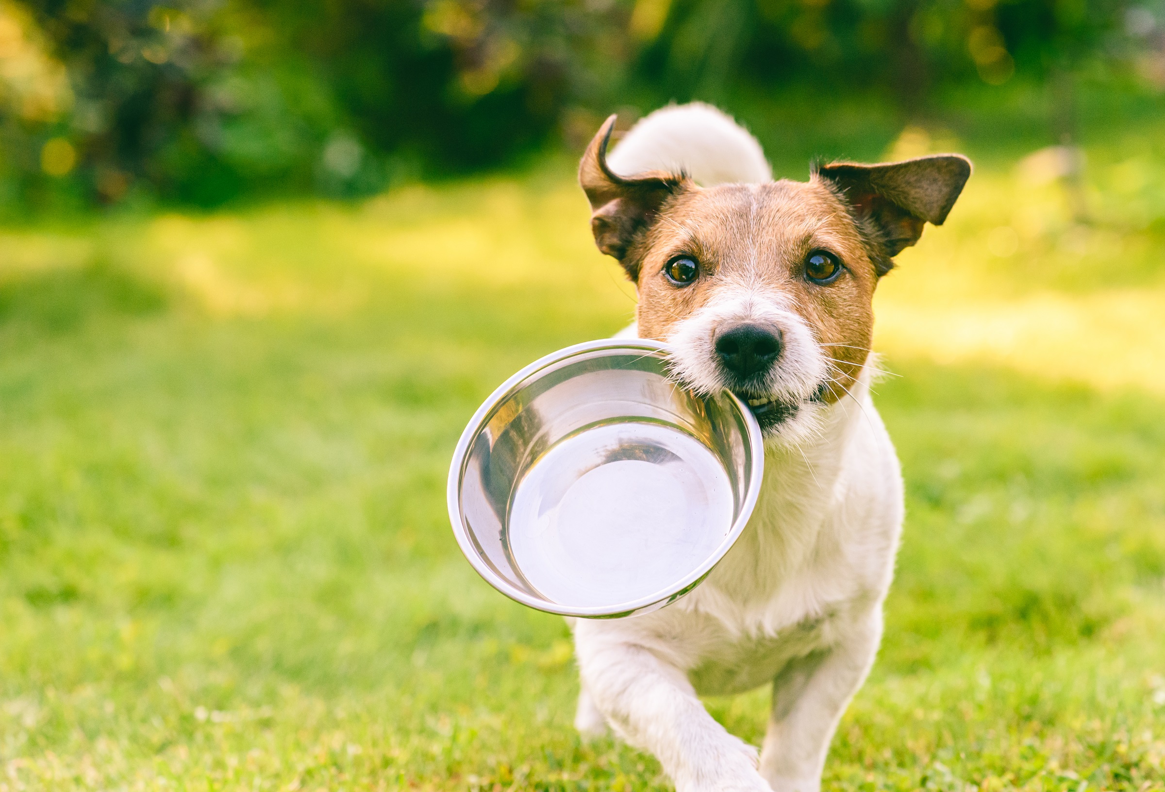 5 tendencias clave que determinan el crecimiento de la industria de los alimentos para mascotas