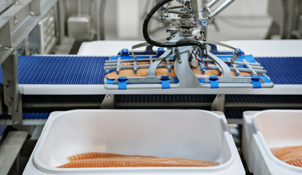 Fish packing perfected with robotics