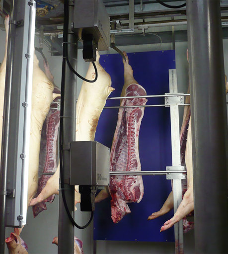 VCS Pork Carcass Grading